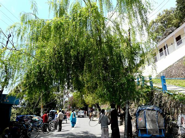 Weeping Willow